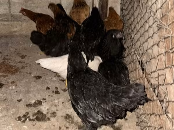Australorp — Azerbaijan