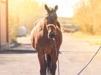 Toychoq, Thoroughbred horse — 2-rasm