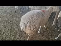 Sheep, Sheep — photo 7