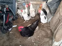 Chickens — الصورة 2
