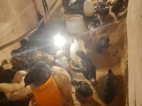 Australorp — foto 2