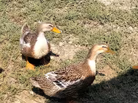 Ducks — photo 2
