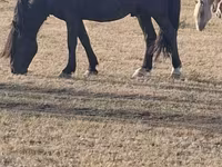 At, New Altai Horse — foto 2