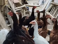 Chickens — photo 1