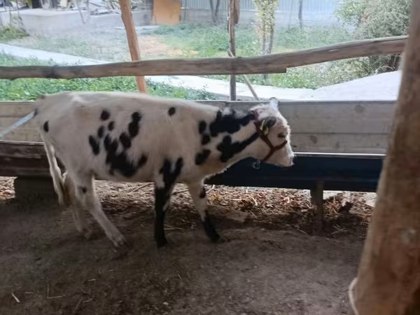 Уй эти (партия, жынысы көрсөтүлгөн эмес), Кара-ак түстүү сиыр