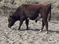 Bulle, Kasachische Weißkopfkuh — Foto 6
