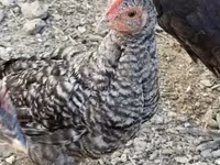 Chickens — photo 1