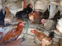 Chickens — photo 3