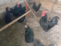 Australorp — photo 1
