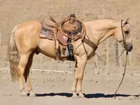 At, Quarter Horse — foto 4