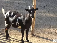 Koza, Nigerian dwarf goats — foto 2