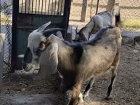 Goat, Nubian Goat — photo 4