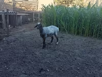 Qoç, Blackheaded Persian sheep — foto 1