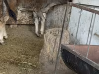 Bull, Alatau breed — photo 1