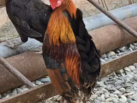 Chickens — foto 1