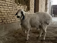 Qoyunlar (partiya, cinsi göstərilməyib), Qoyunlar — foto 3