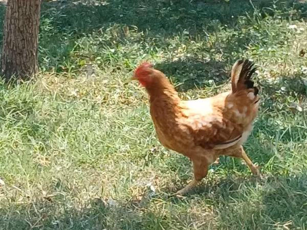 Chickens — Azerbaijan