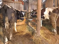 İnək, Simmental cattle — foto 2
