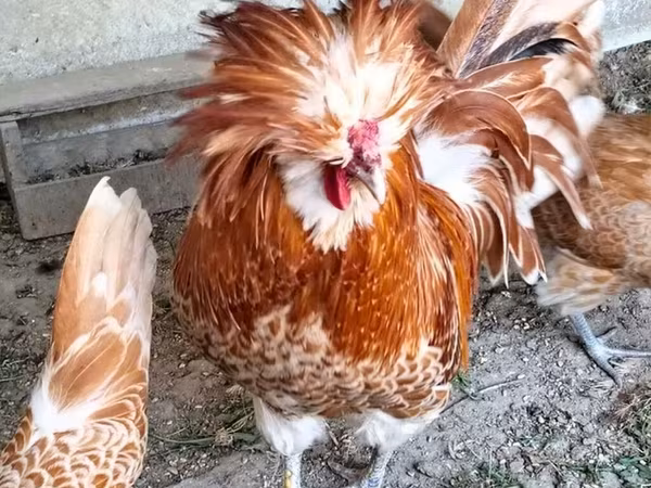 Chickens — Azərbaycan