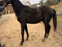 घोड़ा, Black Sea breed — फ़ोटो 5