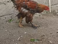 Brahma — Foto 6