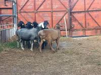 मेढ़ा, Hissar sheep — फ़ोटो 2