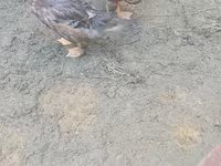 Ducks — Foto 1