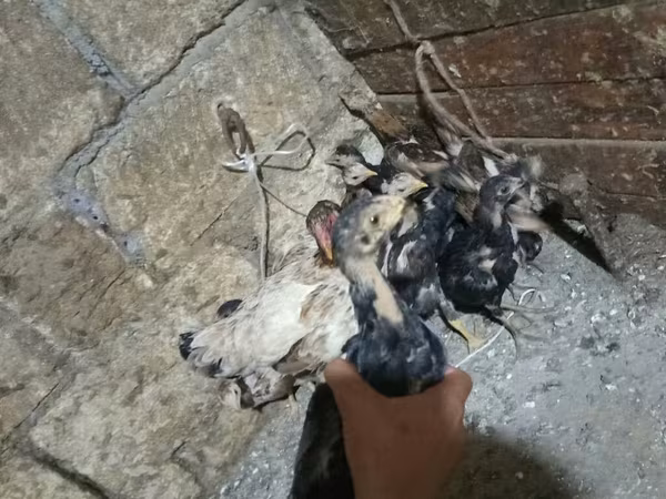 Chickens