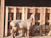 Ram, Rhon sheep — photo 4