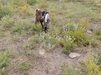 Goats (batch, sex not specified), Goats — photo 1