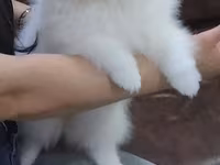 Məhsul: Pomeranian Spitz balası - Rəng: qar kimi ağ - Xəz: sıx — photo 1