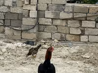 Chickens — foto 2
