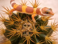 Leopard gekko – narıncı çalarların üstünlük təşkil etdiyi gözoxşayan — photo 1