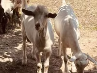 Kozel, Alpine goat — foto 1