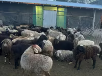 Qoç, Qoyunlar — foto 7