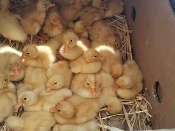 Ducks