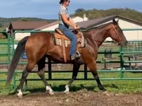 Madyan, Quarter Horse — foto 2
