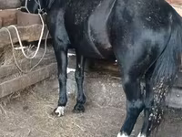 Kůň, Koně — foto 2