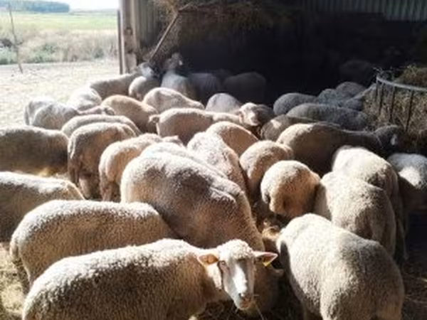 Owca, Ile-de-France sheep