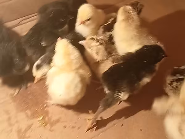 Chickens