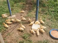 Ducks — photo 1