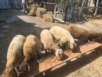 Sheep, Sheep — photo 5