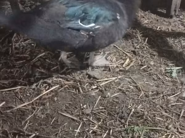 Ducks