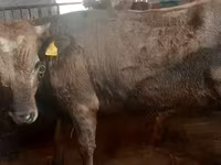सांड, Russian Black pied cattle — फ़ोटो 6
