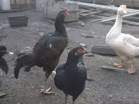 Chickens — photo 4