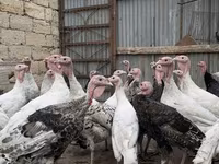 Turkeys — foto 2