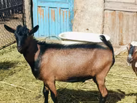 Billy Goat, Nubian Goat — photo 2
