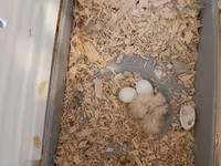 Nimfa (cockatiel) cütlüyü və qəfəs dəsti - Növ: Nimfa tutuquşusu — الصورة 4