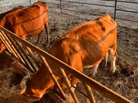 İnək, Simmental cattle — foto 3