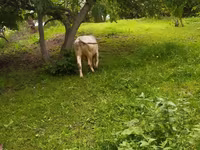 Buğa, Herefod — foto 3
